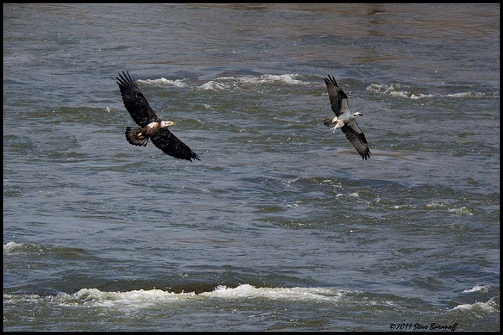 _1SB0826 bald eagle chasing osprey with fish.jpg
